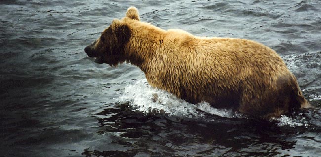 Gregory Muller - Yellowstone Wildlife Adventures - Brown Bear