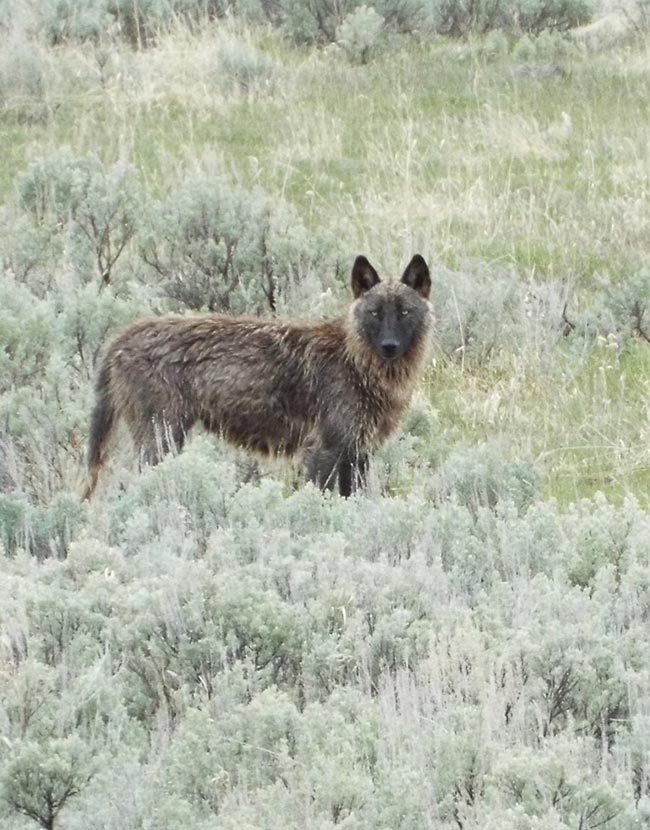 Gregory Muller - Yellowstone Wildlife Adventures - Black Wolf