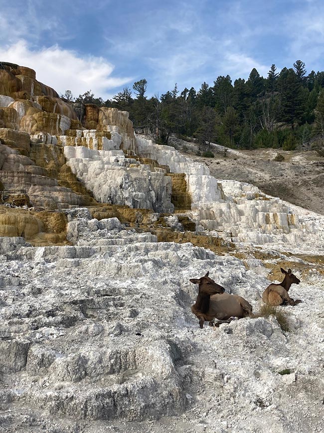 Gregory Muller - Yellowstone Wildlife Adventures - Deer, Elk, Salt Deposits