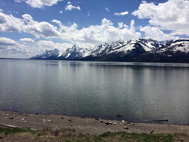 Gregory Muller - Yellowstone Wildlife Adventures - Grand Tetons, Jackson Lake