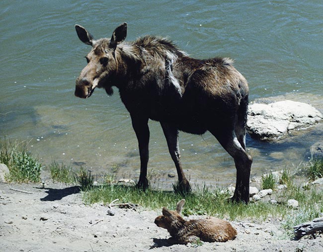 Gregory Muller - Yellowstone Wildlife Adventures - Mother Moose with Newborn