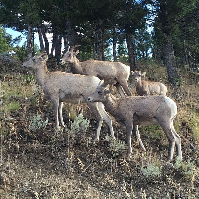 Rocky Mountain Bighorn Sheep in Yellowstone National Park, Gregory Muller, Guide, Yellowstone Wildlife Adventures