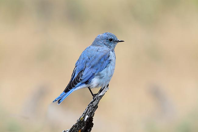 Western Bluebird (Male) in Yellowstone National Park, Gregory Muller, Guide, Yellowstone Wildlife Adventures