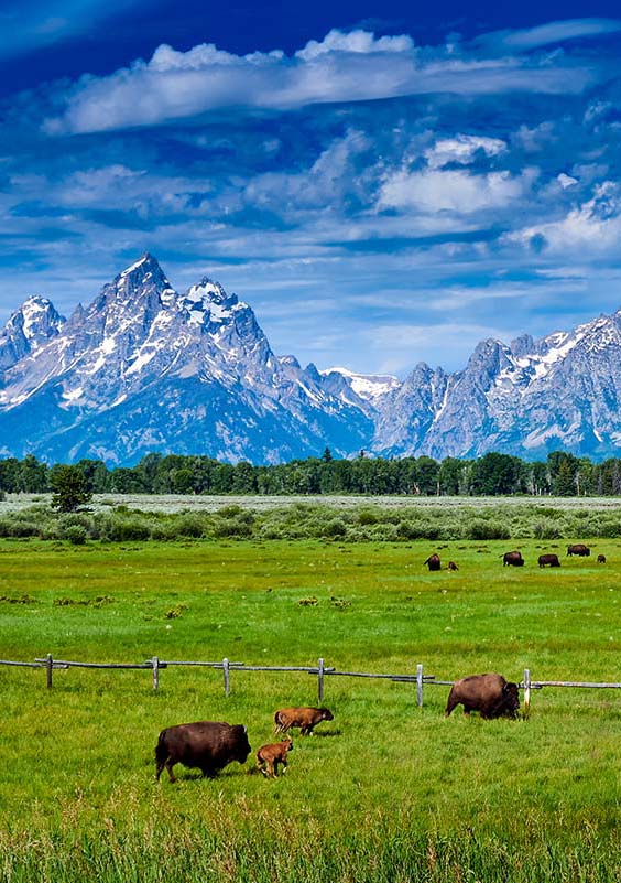 Gregory Muller - Yellowstone Wildlife Adventures - Grand Tetons