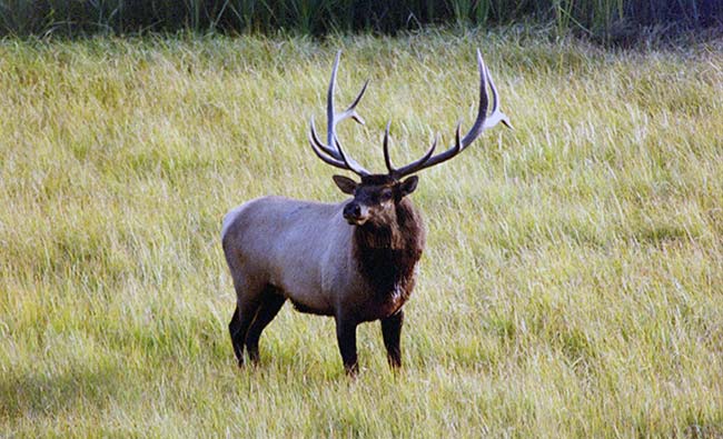 Gregory Muller - Yellowstone Wildlife Adventures - Bull Elk