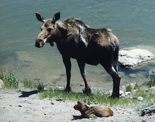 Gregory Muller - Yellowstone Wildlife Adventures - Mother Moose with Newborn