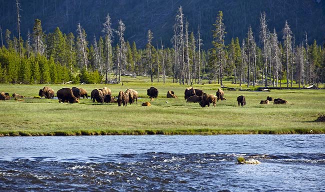 Gregory Muller - Yellowstone Wildlife Adventures - Yellowstone Bison