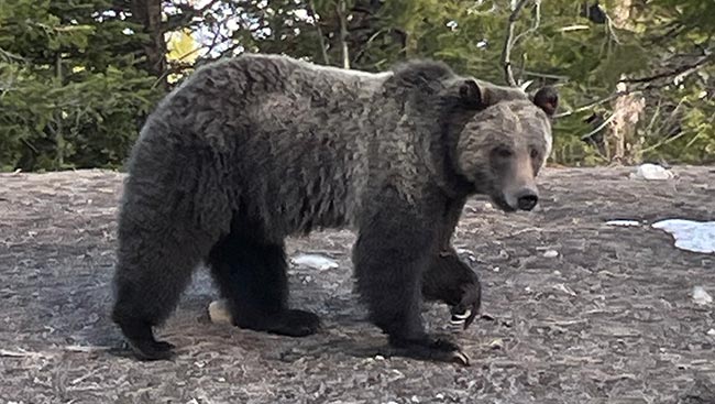 Grizzly Bear in Yellowstone National Park, Gregory Muller, Guide, Yellowstone Wildlife Adventures